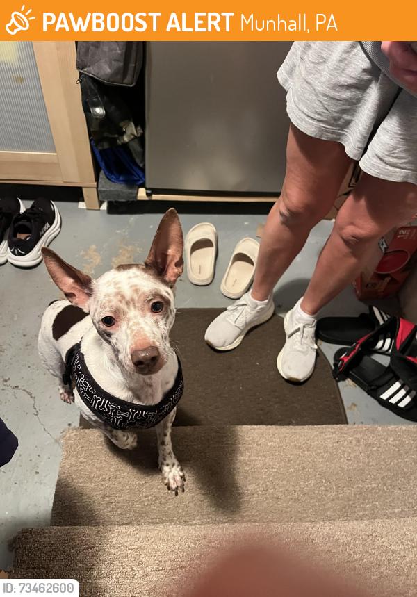 Found/Stray Unknown Dog last seen Fairfield and Mckinnley st, Munhall, PA 15120