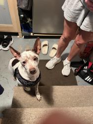 Found/Stray Unknown Dog last seen Fairfield and Mckinnley st, Munhall, PA 15120