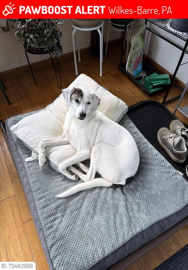 Lost Female Dog last seen New Elizabeth st, Wilkes-Barre, PA 18702