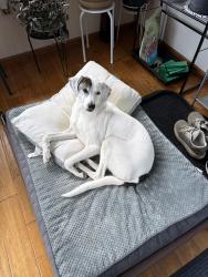 Lost Female Dog last seen New Elizabeth st, Wilkes-Barre, PA 18702