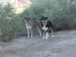 Found/Stray Unknown Dog last seen Northern Blvd and 8th St NE, Rio Rancho, NM 87144