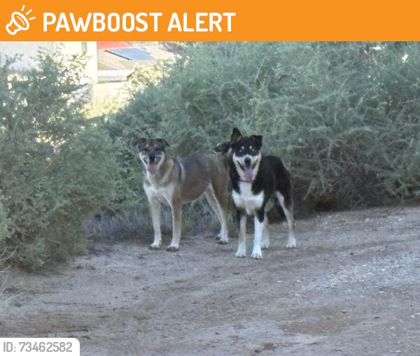 Found/Stray Unknown Dog last seen Northern Blvd and 8th St NE, Rio Rancho, NM 87144