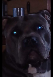 Found/Stray Male Dog last seen Flagler Street miami 33174, Avon Park, FL 33826