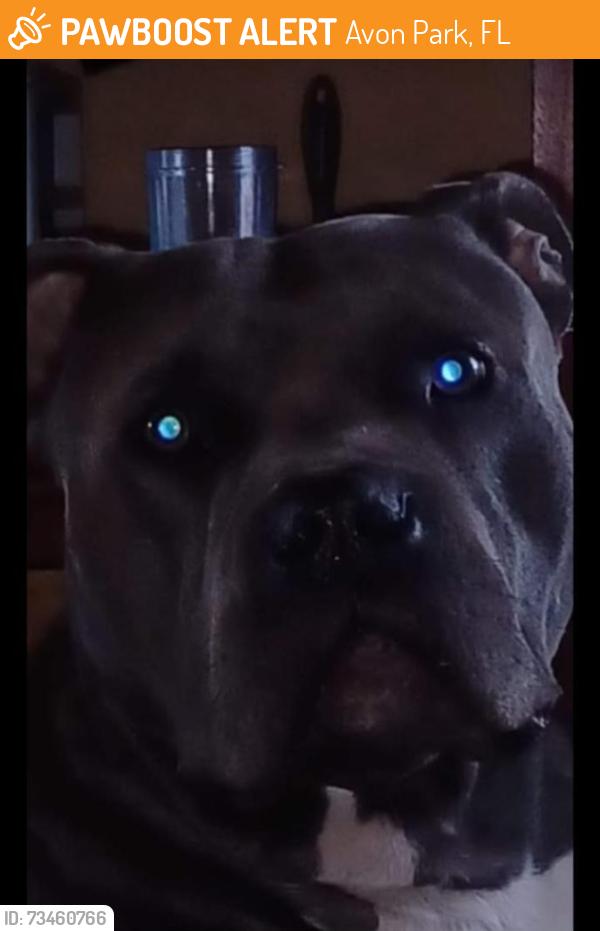 Found/Stray Male Dog last seen Flagler Street miami 33174, Avon Park, FL 33826