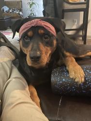 Lost Male Dog last seen foxgrove at castleberry, Dawsonville, GA 30534