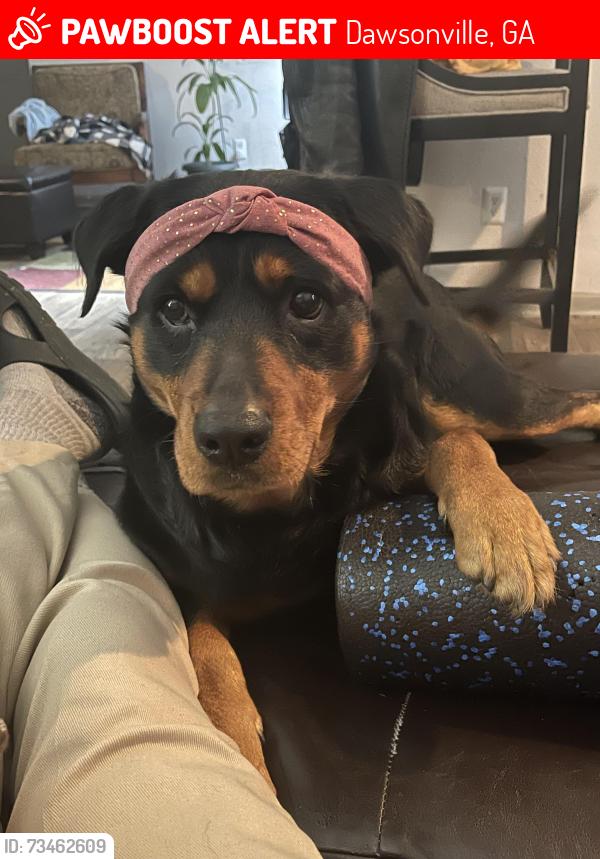 Lost Male Dog last seen foxgrove at castleberry, Dawsonville, GA 30534