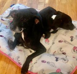 Reunited Female Dog last seen Dimmocks Mill rd, Hillsborough, NC 27278