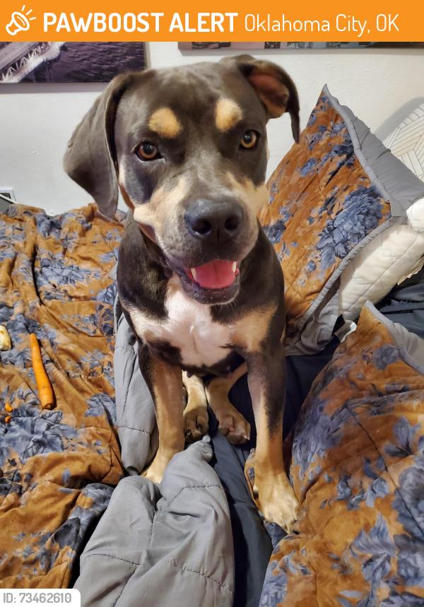 Found/Stray Female Dog last seen 134th western, Oklahoma City, OK 73170