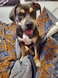 Found/Stray Female Dog last seen 134th western, Oklahoma City, OK 73170