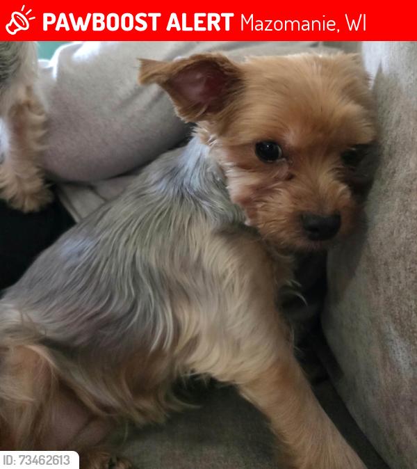 Lost Female Dog last seen Mazomanie Animal hosp, Mazomanie, WI 53560
