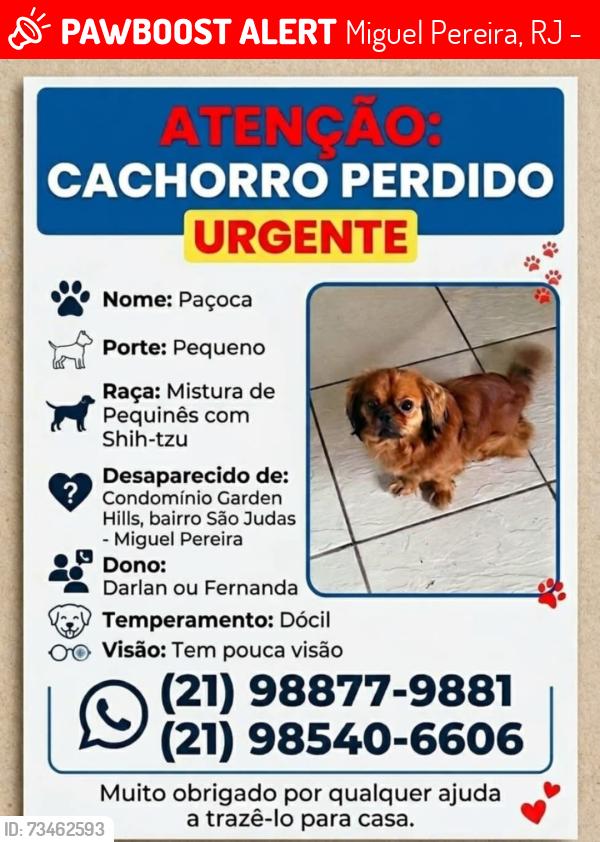 Lost Male Dog last seen Garden Hills 190, Miguel Pereira, RJ 26900-000
