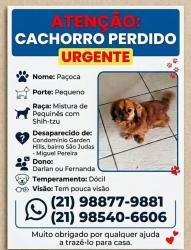 Lost Male Dog last seen Garden Hills 190, Miguel Pereira, RJ 26900-000