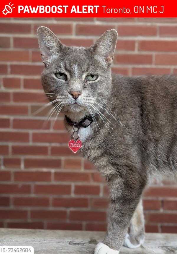 Lost Male Cat last seen Crewe and Oak Park Avenues, Toronto, ON M4C 2J1
