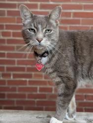 Lost Male Cat last seen Crewe and Oak Park Avenues, Toronto, ON M4C 2J1