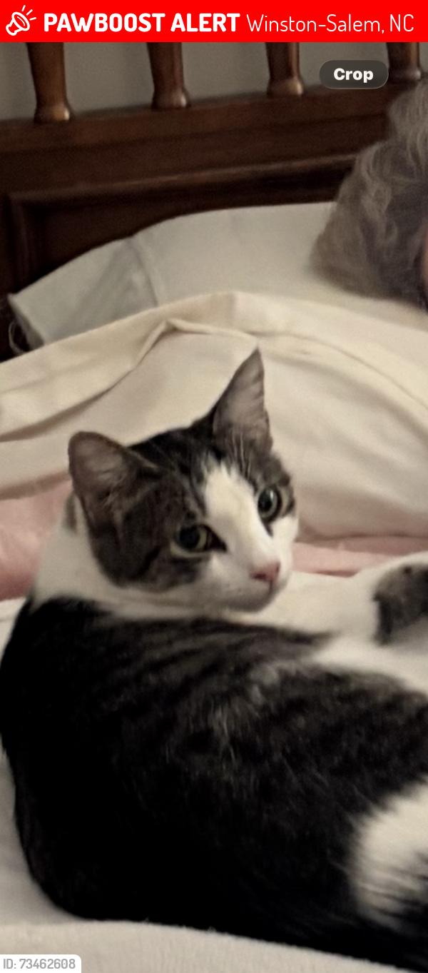 Lost Female Cat last seen Old Plantation Row Peace Haven Road, Winston-Salem, NC 27104