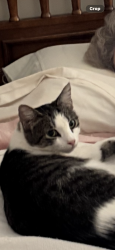 Lost Female Cat last seen Old Plantation Row Peace Haven Road, Winston-Salem, NC 27104