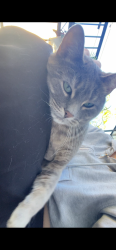 Found/Stray Unknown Cat last seen Rue Montgomery H2K2R8, Montréal, QC 
