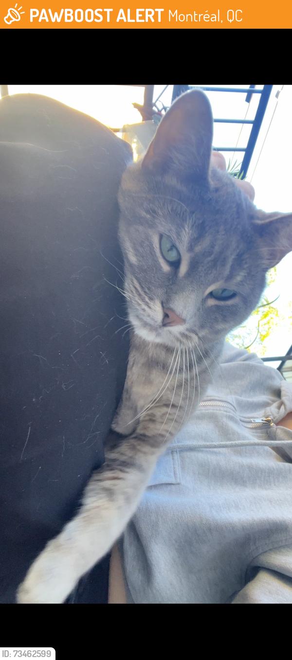Found/Stray Unknown Cat last seen Rue Montgomery H2K2R8, Montréal, QC 
