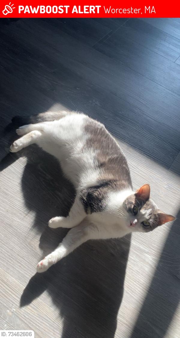 Lost Male Cat last seen West Street & Williams Street, Worcester, MA 01609