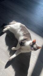 Lost Male Cat last seen West Street & Williams Street, Worcester, MA 01609