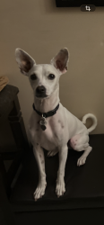 Reunited Male Dog last seen Whitney and Wolford, Clearwater, FL 33760