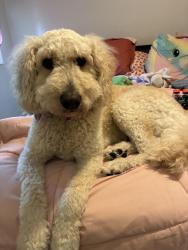 Reunited Female Dog last seen Near Lower 67th St E, Inver Grove Heights, MN 55076, USA, Inver Grove Heights, MN 55076