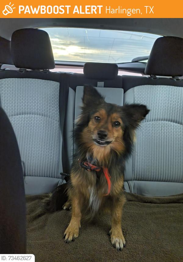 Found/Stray Unknown Dog last seen Sams Club Harlingen, Harlingen, TX 78550