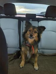 Found/Stray Unknown Dog last seen Sams Club Harlingen, Harlingen, TX 78550