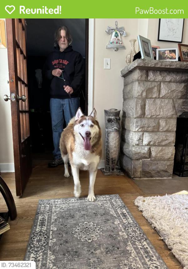 Reunited Female Dog last seen Cityview and norwood, Avalon, PA 15202