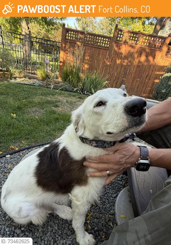 Found/Stray Female Dog last seen Skysail and Sanddollar, Fort Collins, CO 80525