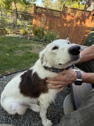 Found/Stray Female Dog last seen Skysail and Sanddollar, Fort Collins, CO 80525