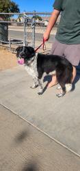 Found/Stray Male Dog last seen Lake Arrowhead Rd, Phelan, CA 92371