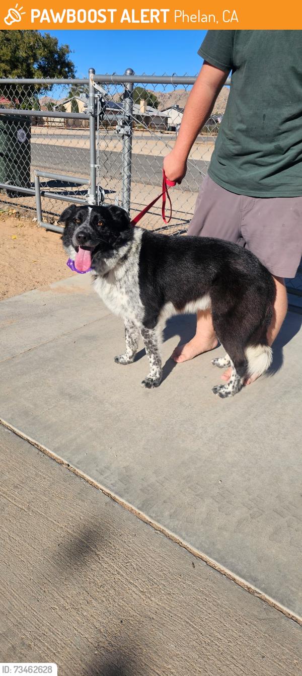 Found/Stray Male Dog last seen Lake Arrowhead Rd, Phelan, CA 92371