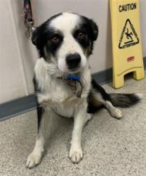 Shelter Stray Male Dog last seen Near BLOCK JASMINE AVE IVANHOE, Visalia, CA 93292, USA