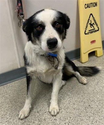 Shelter Stray Male Dog last seen Near BLOCK JASMINE AVE IVANHOE, Visalia, CA 93292, USA