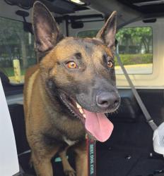Shelter Stray Male Dog last seen Near BLOCK W OAKLAND PARK BLVD WILTON MANORS FL 33311, 2400 SW 42nd St, Fort Lauderdale, FL 33312, USA