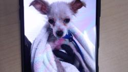 Shelter Stray Female Dog last seen Near BLOCK OF 3RD ST, 1419 Bryant St, San Francisco, CA 94103, USA