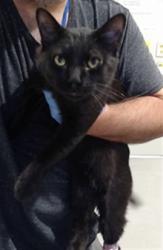 Shelter Stray Male Cat last seen CASTRO, 1419 Bryant St, San Francisco, CA 94103, USA