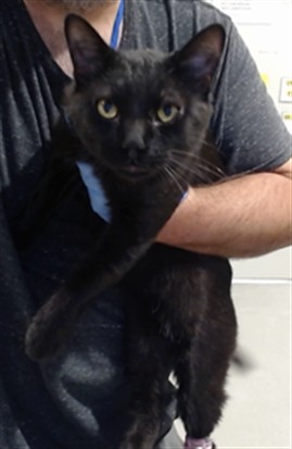 Shelter Stray Male Cat last seen CASTRO, 1419 Bryant St, San Francisco, CA 94103, USA