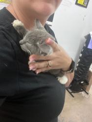 Shelter Stray Female Cat last seen US 19 AND BABSON AVE, 19640 Dogpatch Ln, Land O' Lakes, FL 34638, USA