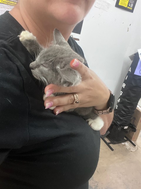 Shelter Stray Female Cat last seen US 19 AND BABSON AVE, 19640 Dogpatch Ln, Land O' Lakes, FL 34638, USA