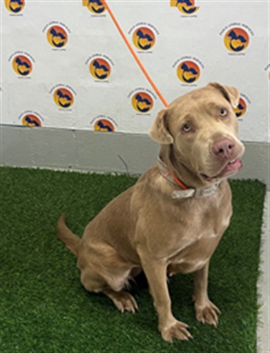 Shelter Stray Female Dog last seen ROACHS RUN/ LAND O LAKES BLVD, 19640 Dogpatch Ln, Land O' Lakes, FL 34638, USA