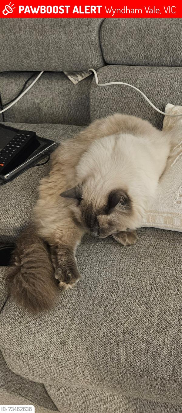 Lost Male Cat last seen Boxer drive, Wyndham Vale, VIC 3024