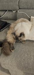 Lost Male Cat last seen Boxer drive, Wyndham Vale, VIC 3024