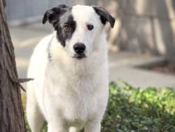 Shelter Stray Female Dog last seen , 957 N Gaffey St, San Pedro, CA 90731, USA