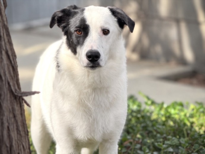 Shelter Stray Female Dog last seen , 957 N Gaffey St, San Pedro, CA 90731, USA