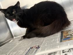 Shelter Stray Male Cat last seen , 957 N Gaffey St, San Pedro, CA 90731, USA