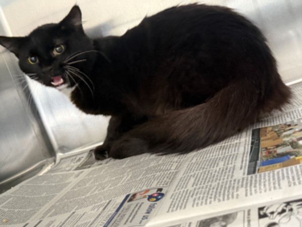 Shelter Stray Male Cat last seen , 957 N Gaffey St, San Pedro, CA 90731, USA