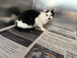 Shelter Stray Male Cat last seen , 957 N Gaffey St, San Pedro, CA 90731, USA