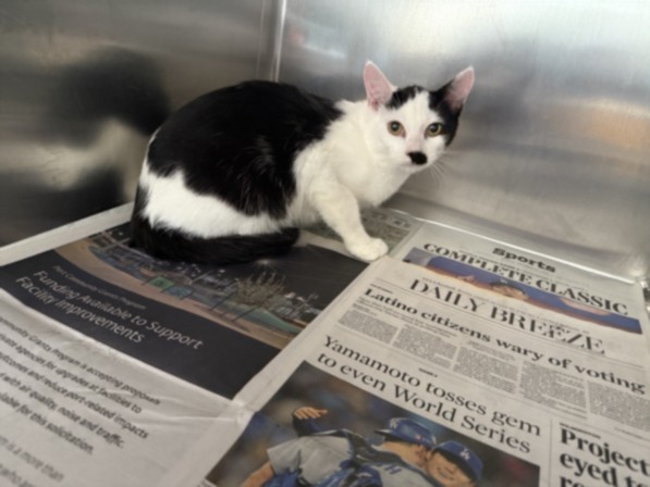Shelter Stray Male Cat last seen , 957 N Gaffey St, San Pedro, CA 90731, USA